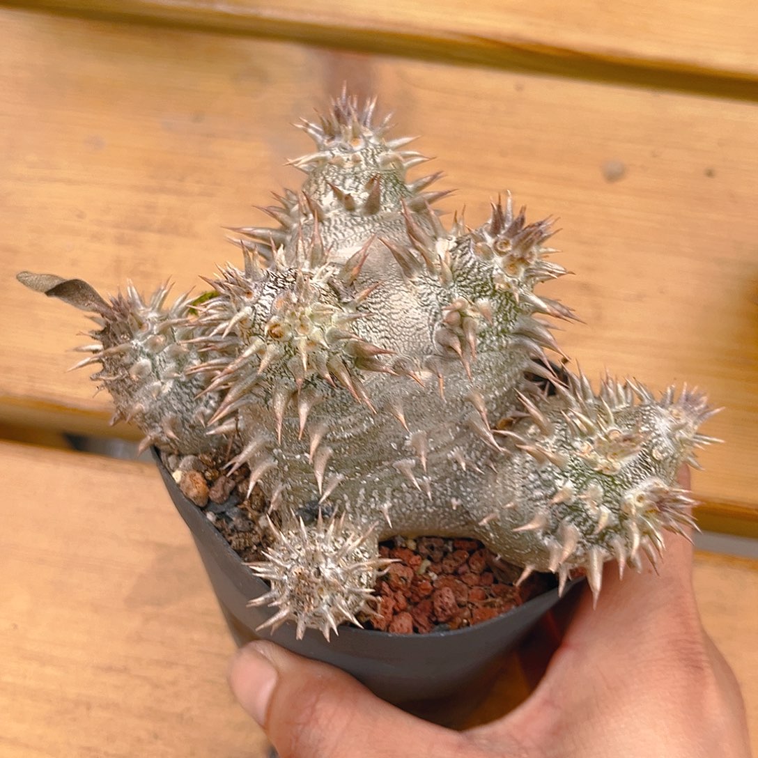 潮流植物惠比大黑多头福利价