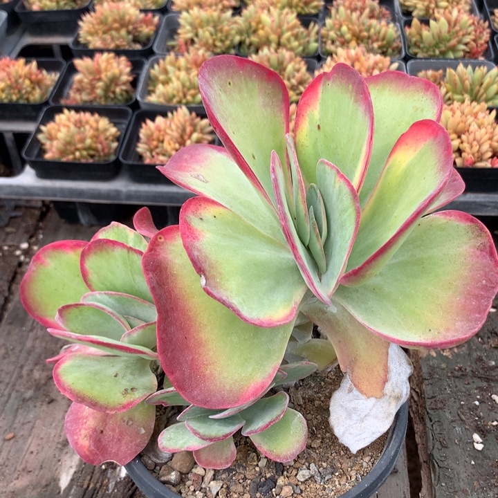 唐印锦多肉植物量拍