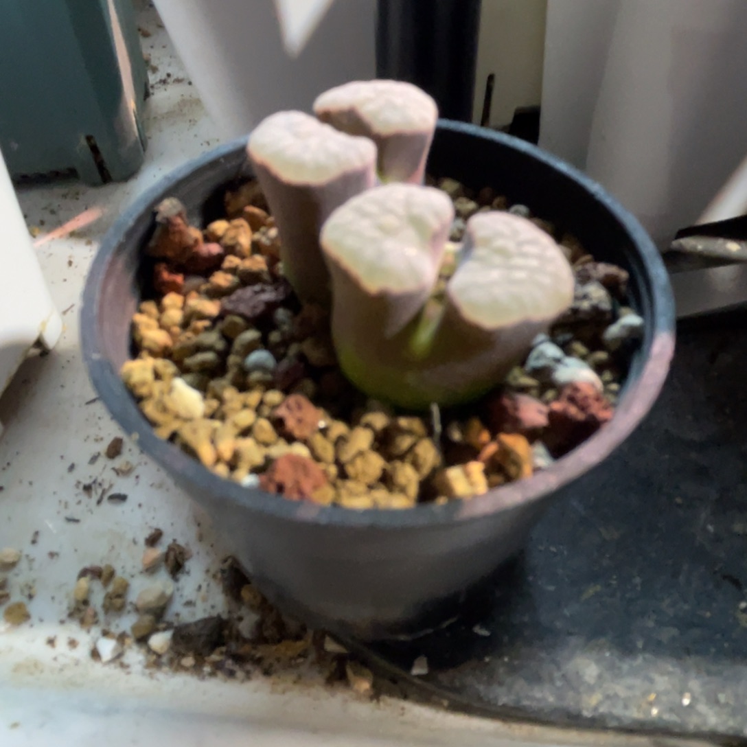 小***马双头磁铁植物一物一拍