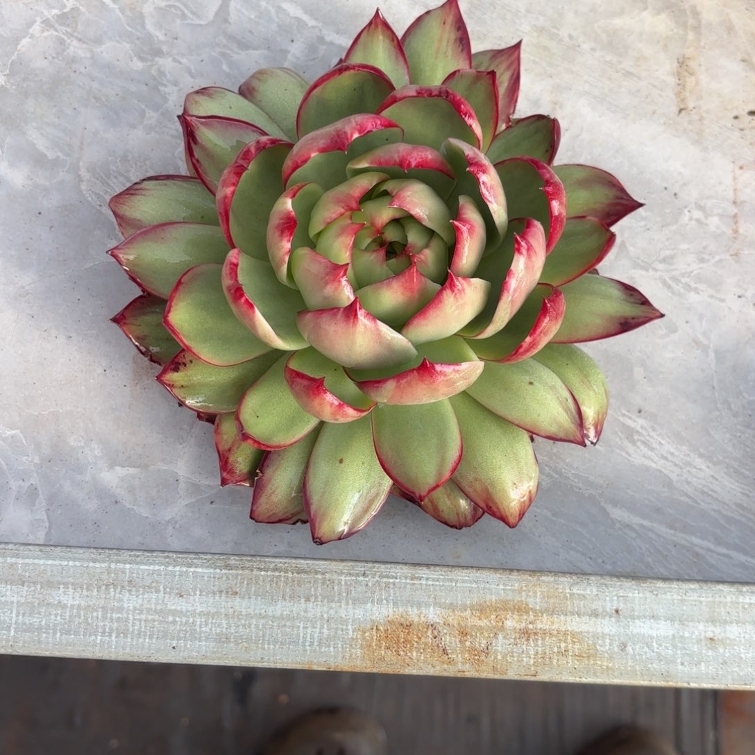 惊鸿仙子甘蓝好看