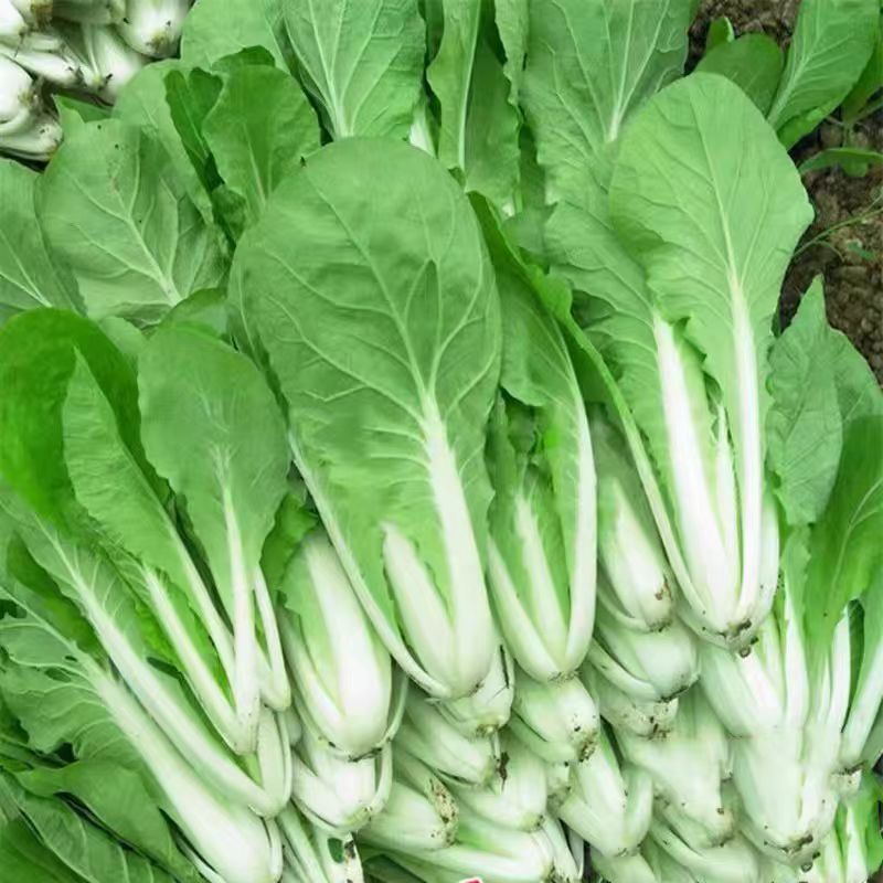 小白菜新鲜白菜火锅小青菜蔬菜油白菜白菜秧农家肥大叶菜包邮白菜