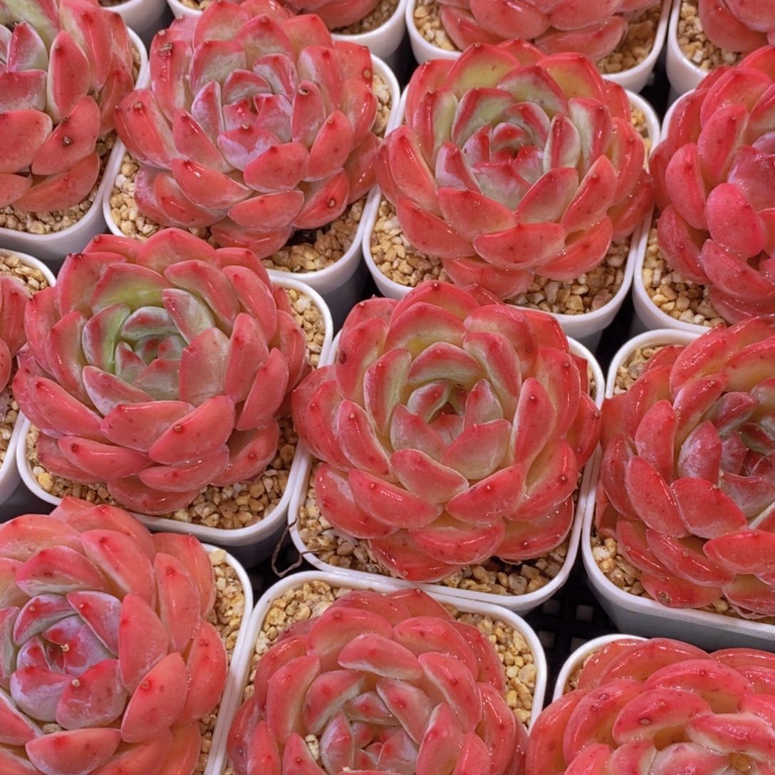 量拍31号 精品红尘单头两个