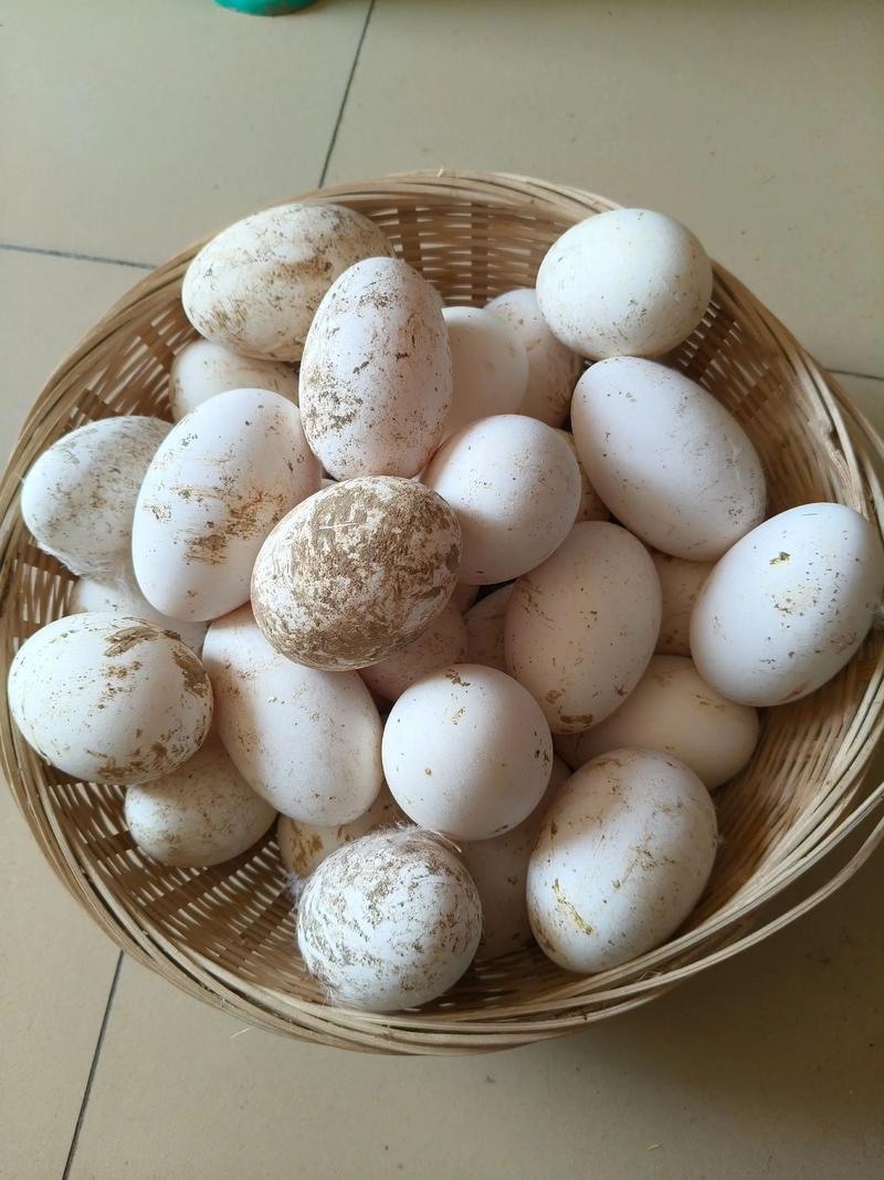 新鲜农家散养土鹅蛋孕妇宝宝适用破损包赔
