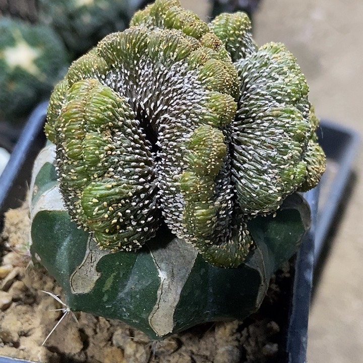 无花朵福利薄叶花笼缀化888