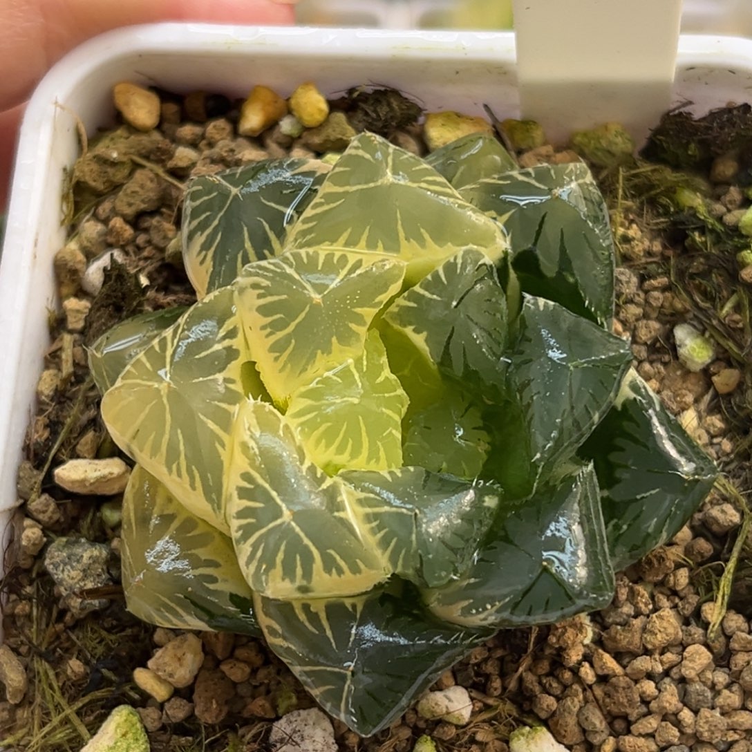 70糊斑趋势别系玉露锦福利专场