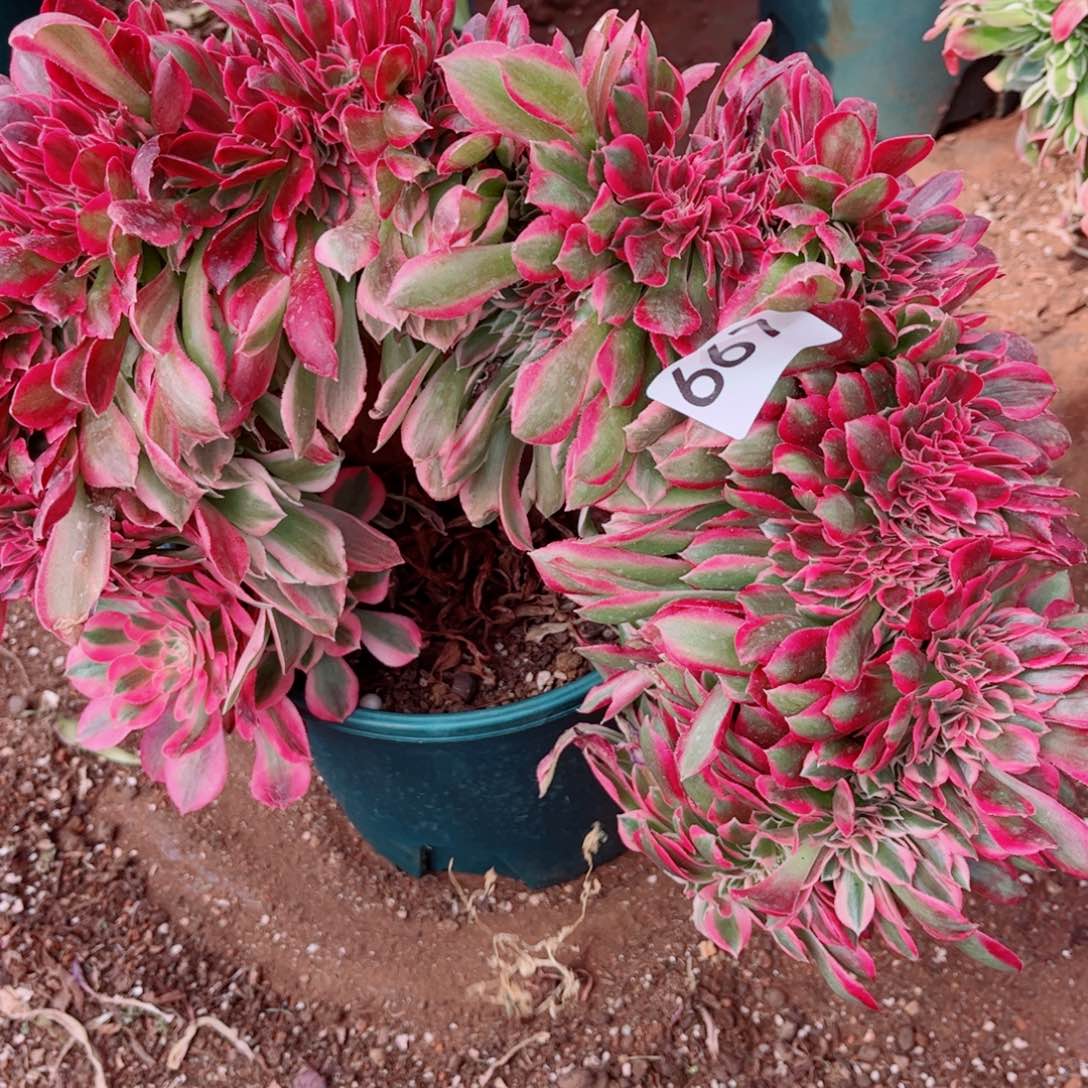 多肉植物667香妃