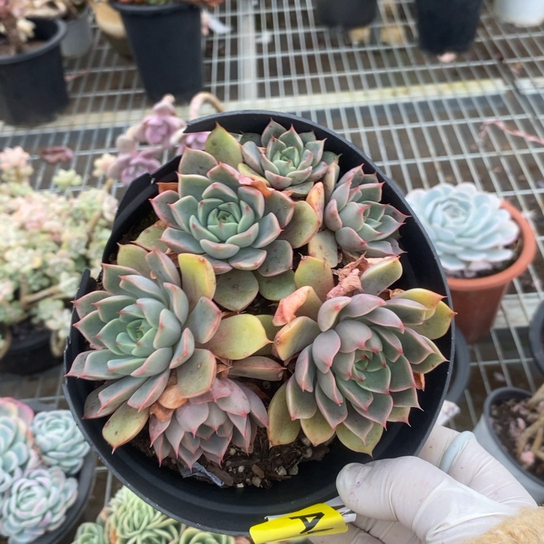 410玫瑰夫人一物一拍