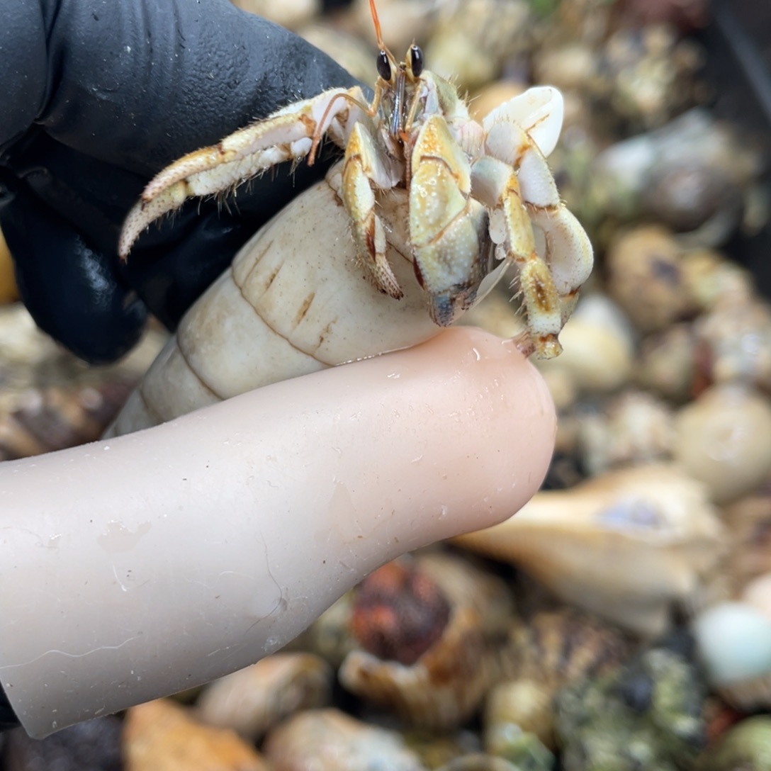 不退不换活体宠物8