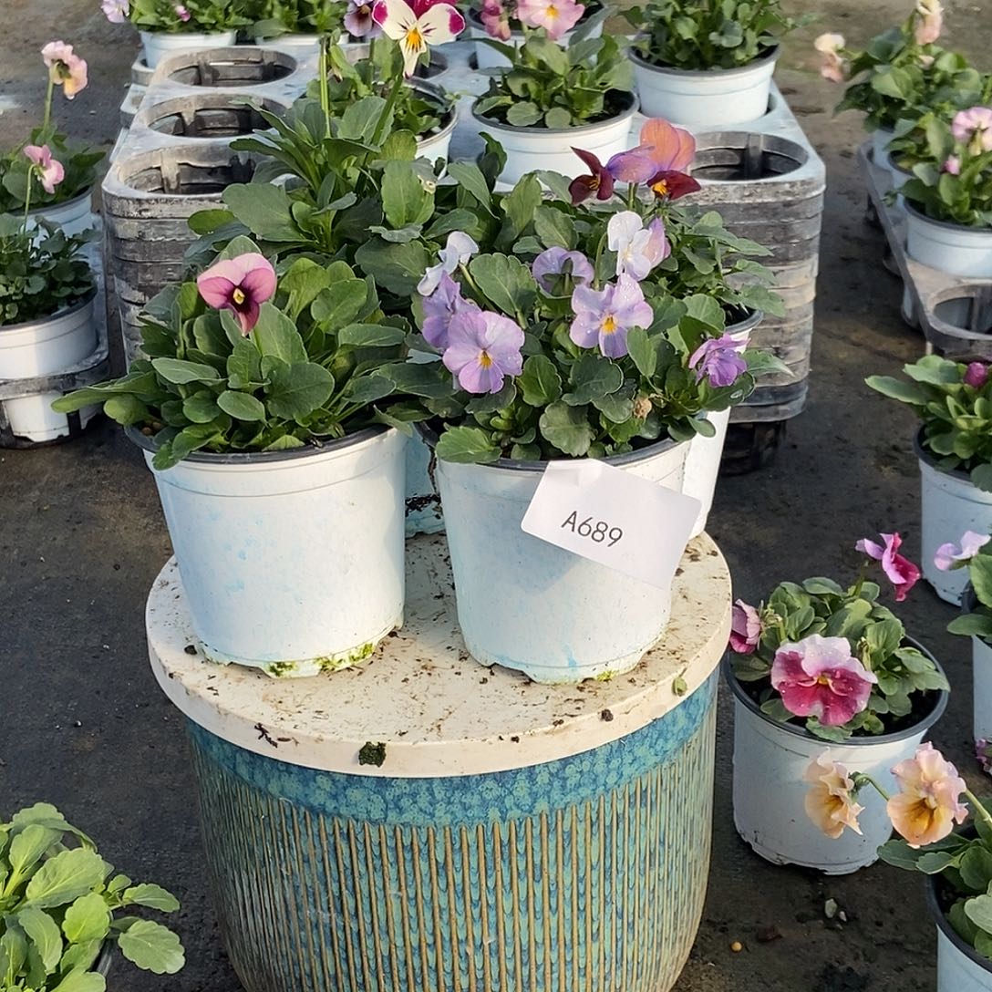 大部分花苞少量开放689