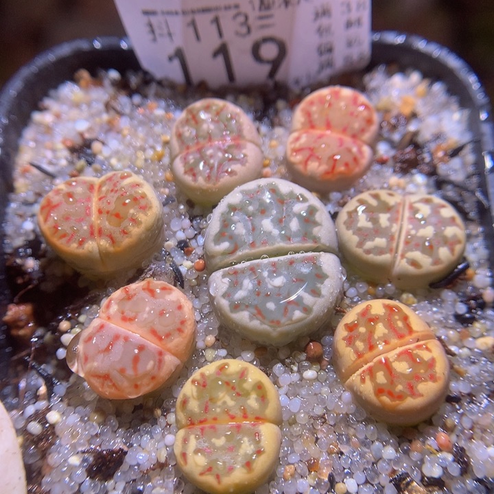 精品生石花113.119