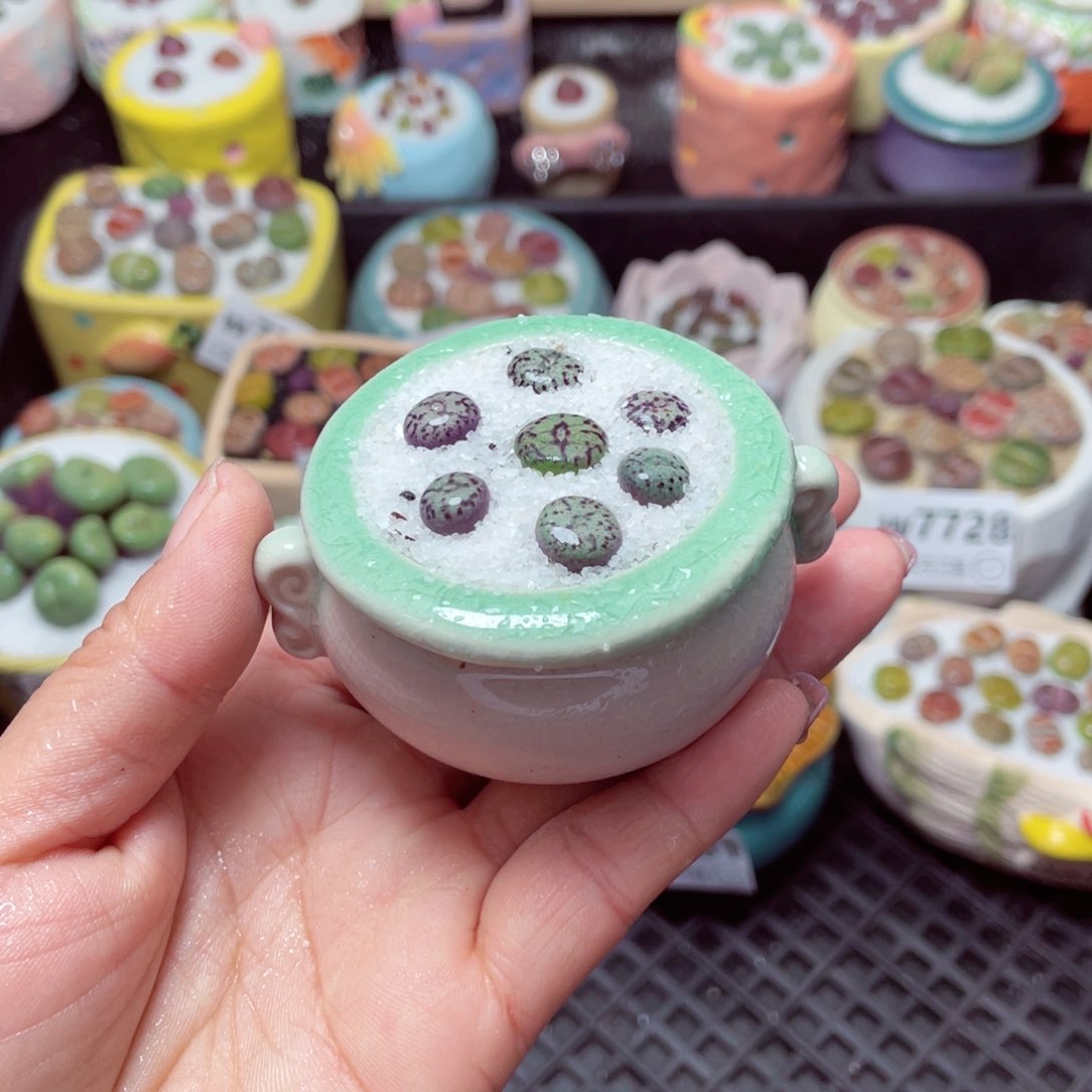 w7734 -零下地区拍保温箱-15支持寄养