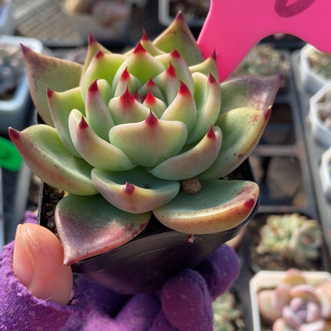 126蓝龙多肉植物多肉