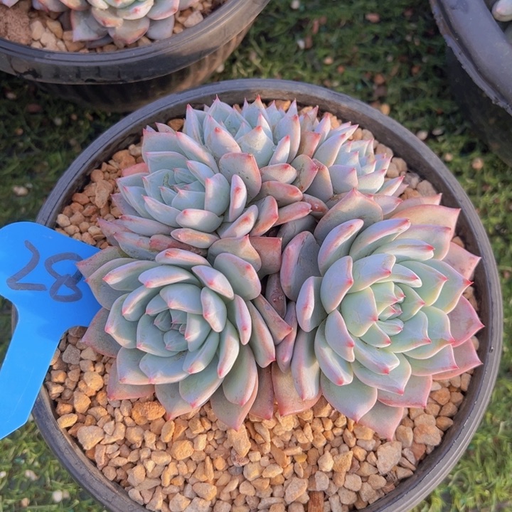 健健康康平平安安