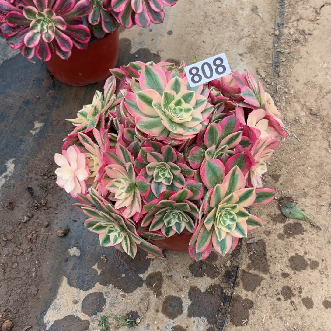 808粉女巫多肉植物