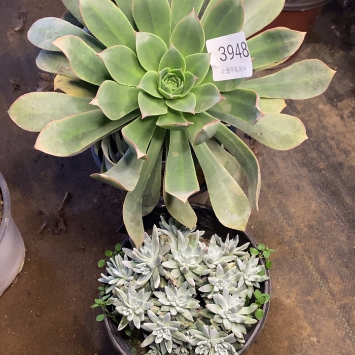 两盆多肉断头不包3948