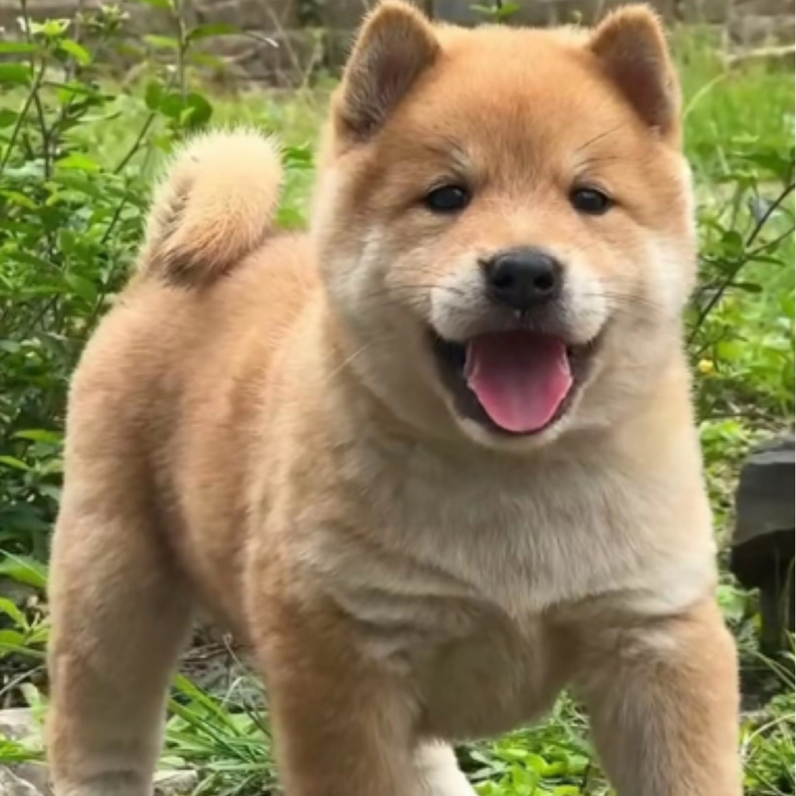 表姐广西田园犬五黑犬五红犬土松犬四眼犬虎斑犬幼犬出售