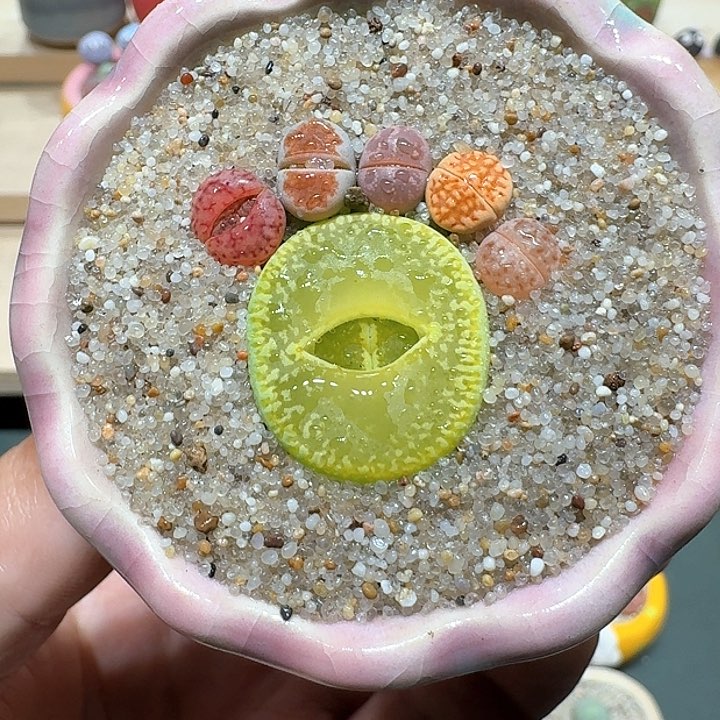 红陶蘑菇694彩拼