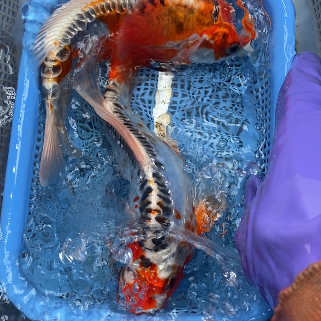 锦鲤冷水锦鲤包邮