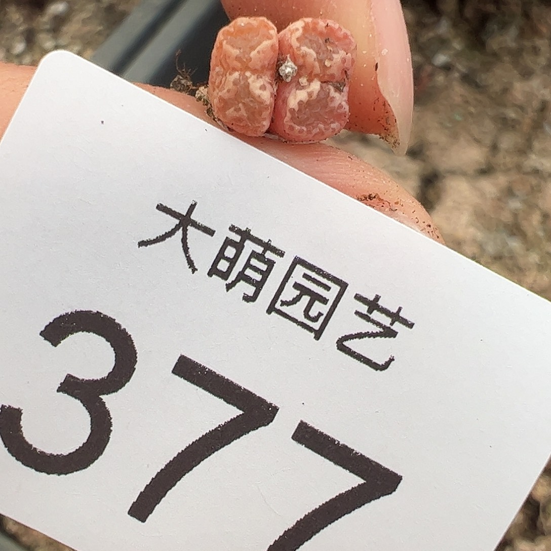 一物一拍优选蕾丝蝴蝶377