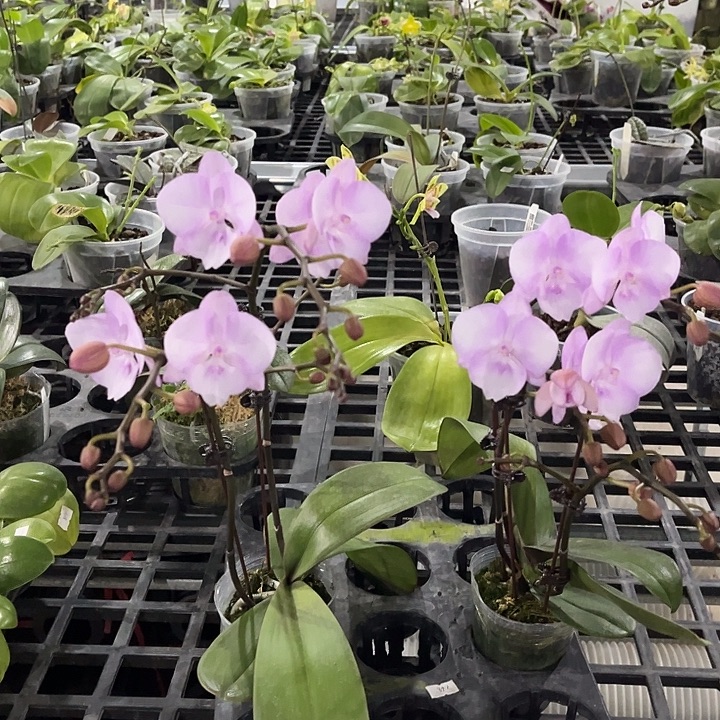 大部分花苞少量开放二选一