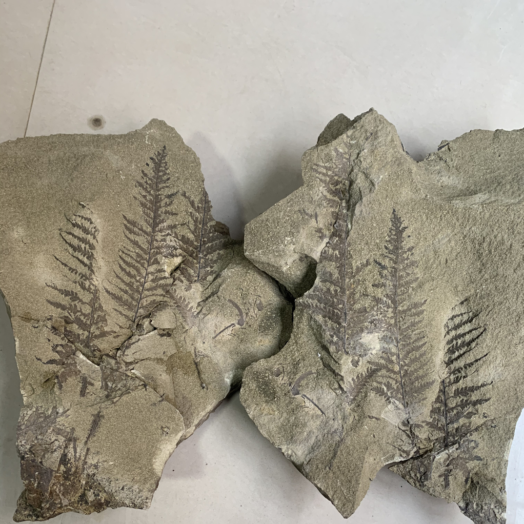 辽西植物化石家居摆件