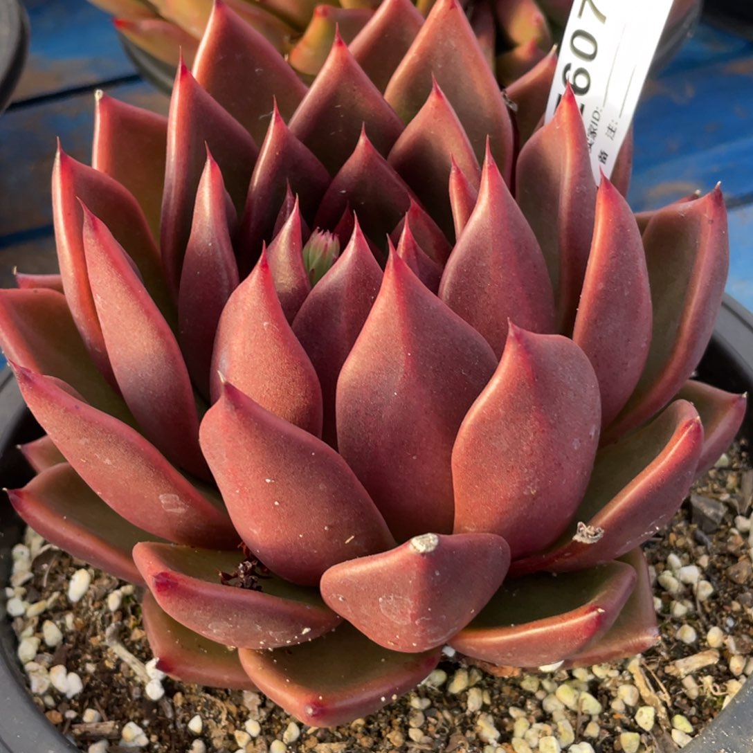 无花朵若如东云单拍E607