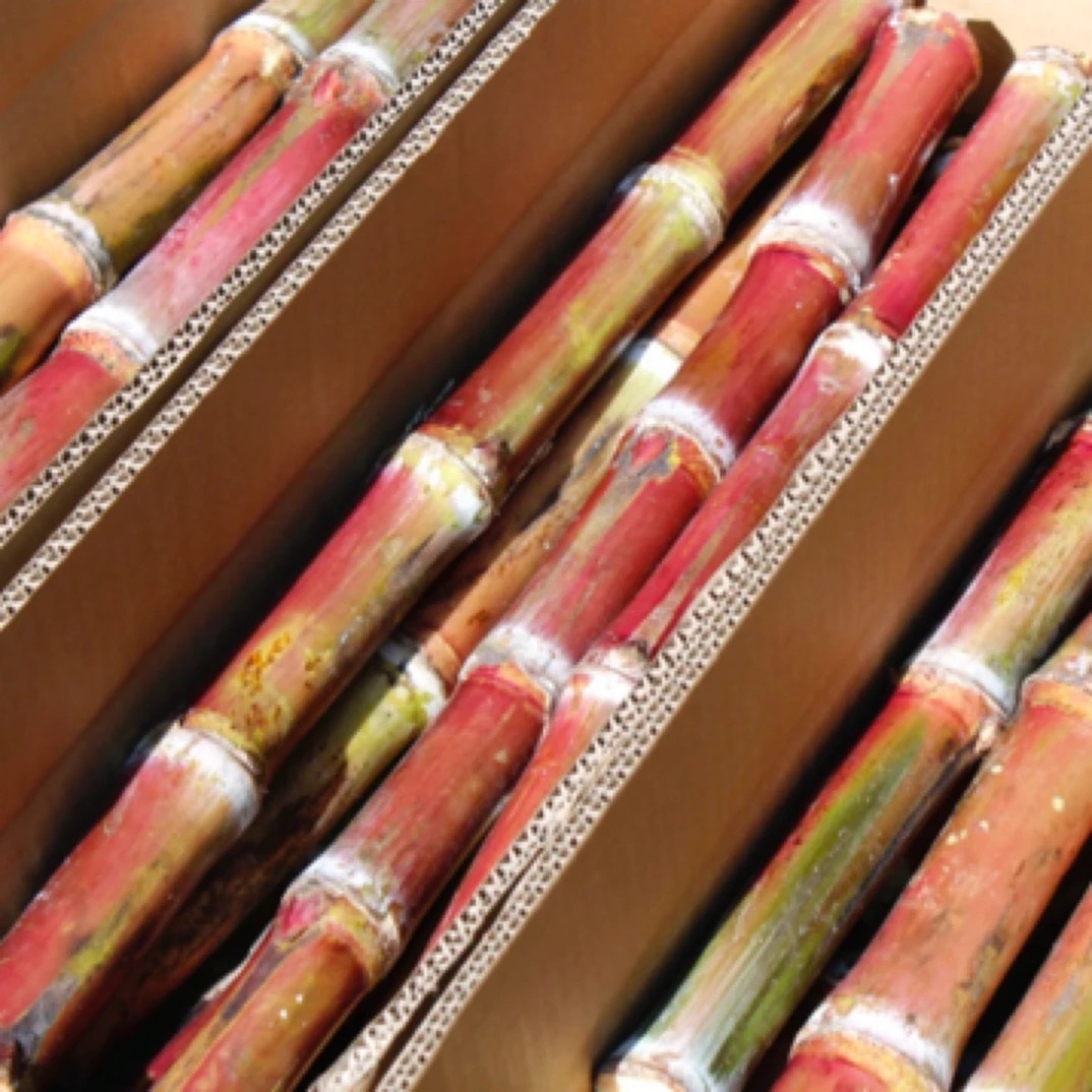 【星望专属】云南老品种红皮脆皮甘蔗新鲜食用爽口现砍现发个别小裂