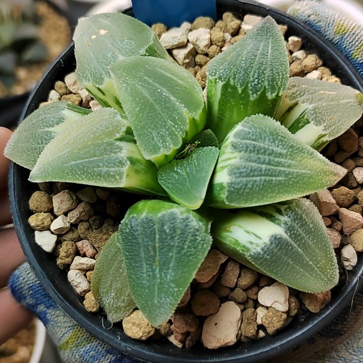 52号 实生蓝光磨面锦 7.8厘米左右一物一拍带盆