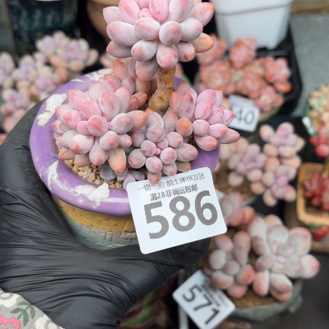 婴儿手指无盆土发货