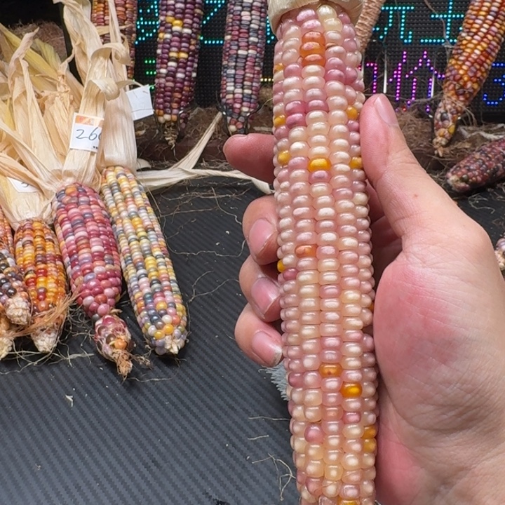 米***夏吊坠柏香籽/百香籽