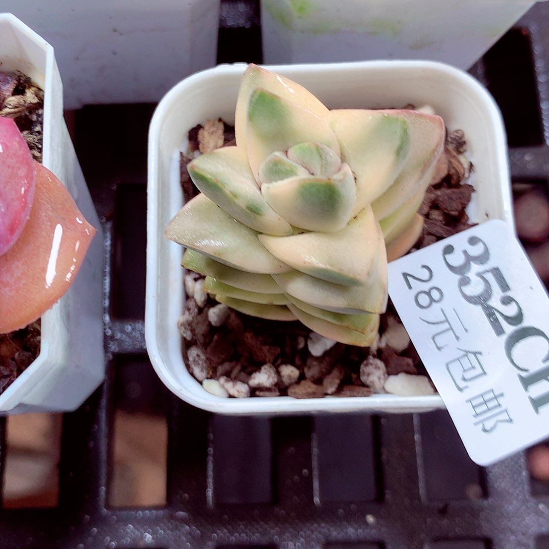 5厘米盆精控多肉352