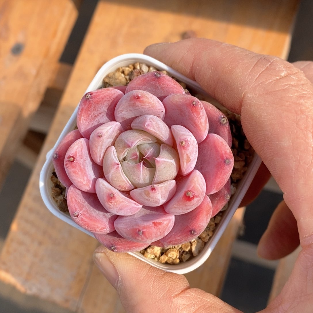 精品多肉一物一拍不包整69