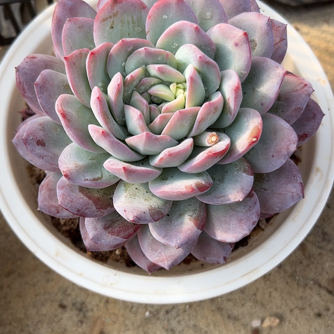 周***装雪夜多肉植物一物一拍