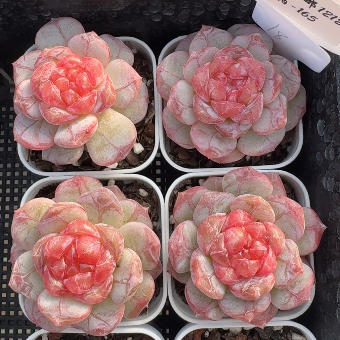 1212-165-猩红之月单头量拍多肉