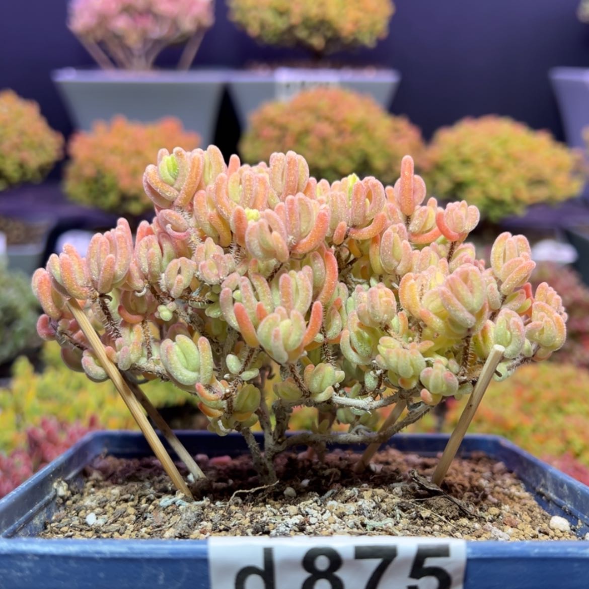 【闪购商品】d875老桩橙叶锦冠幅11cm