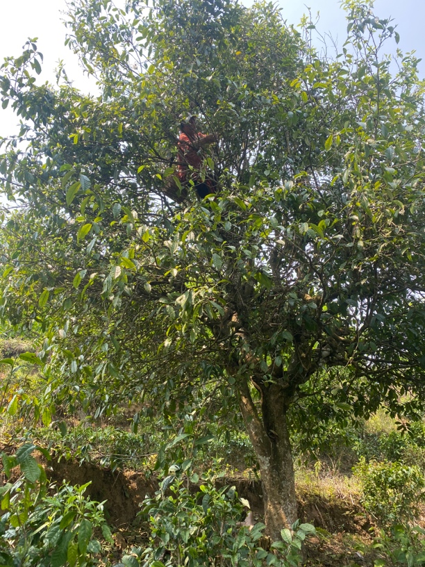 单株古树普洱茶2025