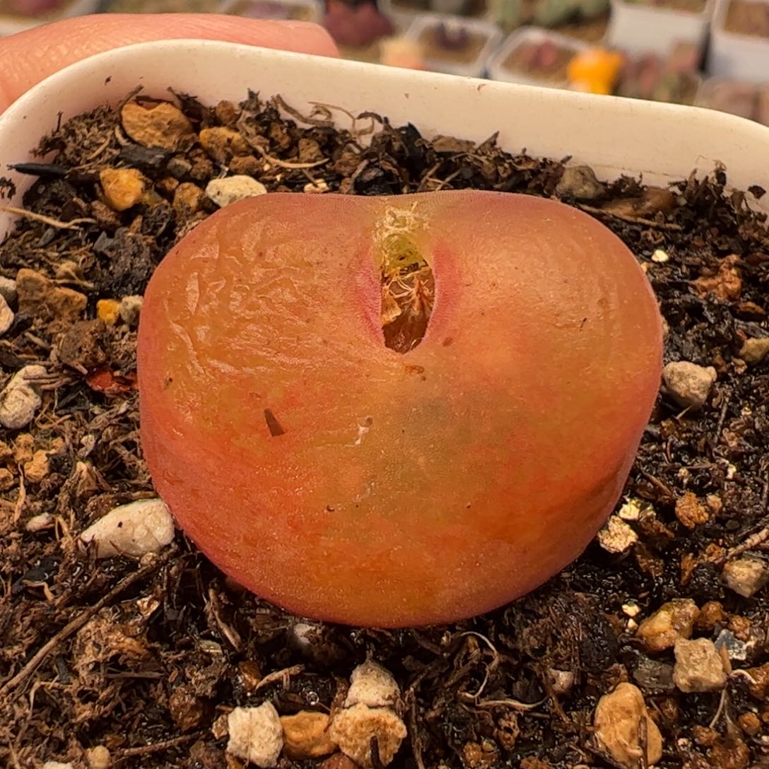 水蜜桃多肉植物百科