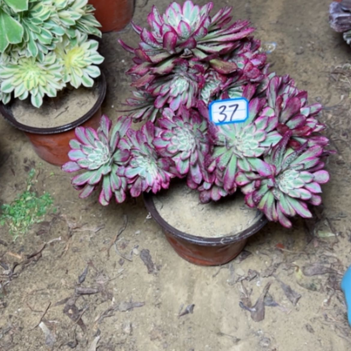 【闪购商品】多肉植物紫霞37