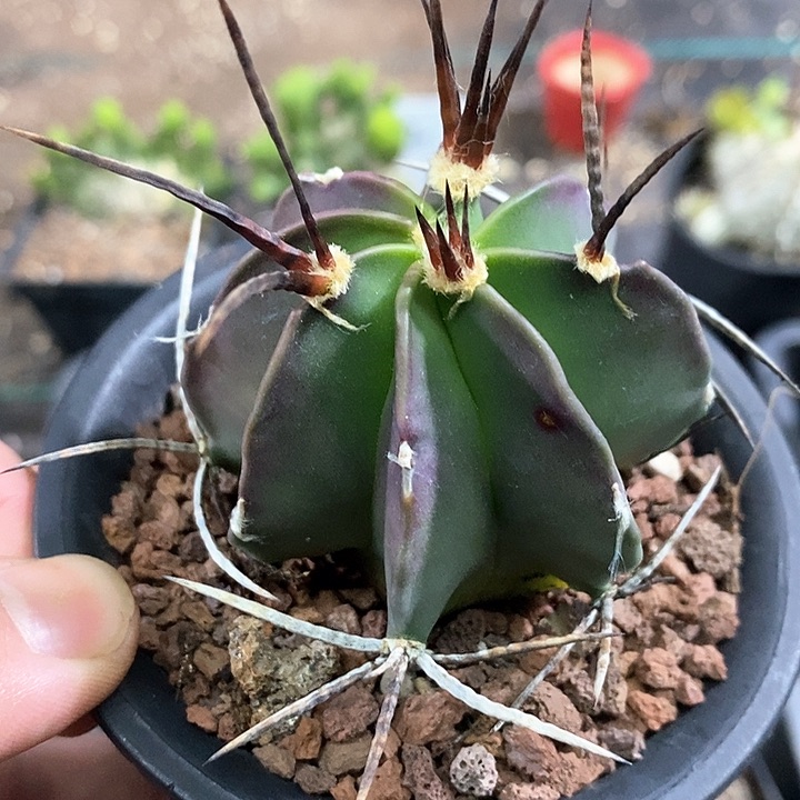 孤品实生优选粗刺螺旋纹水牛角大凤玉6cm