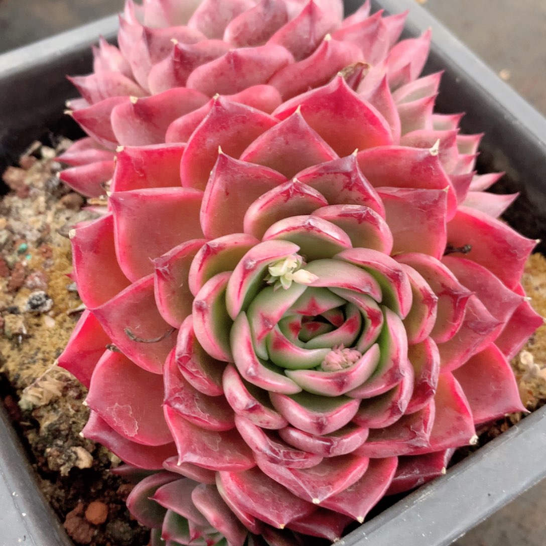 8984杂交多肉植物基地