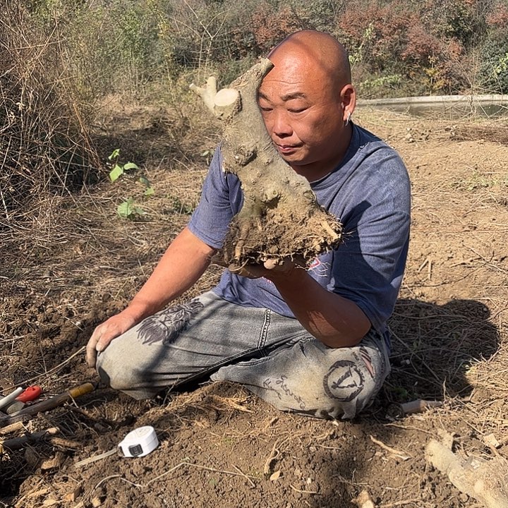 文***雕无花朵对节白蜡素材一颗