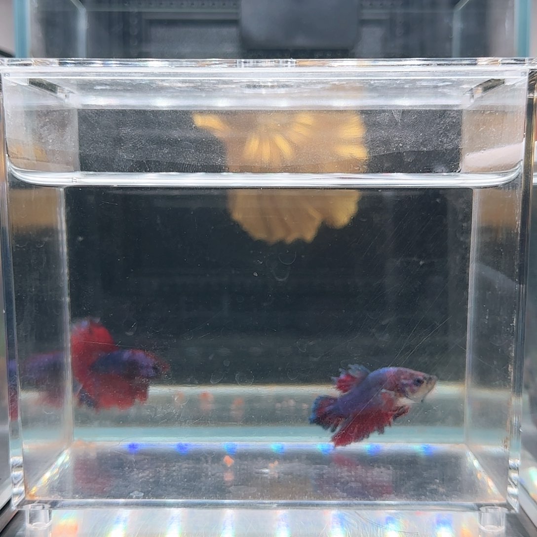 斗鱼活体观赏鱼好养耐活