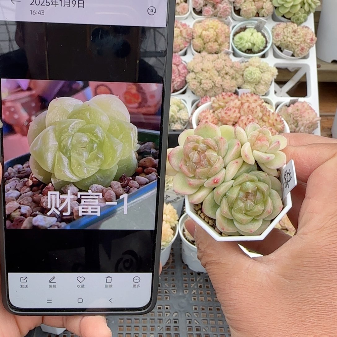 原****啊【闪购商品】0116-71（财富-1）