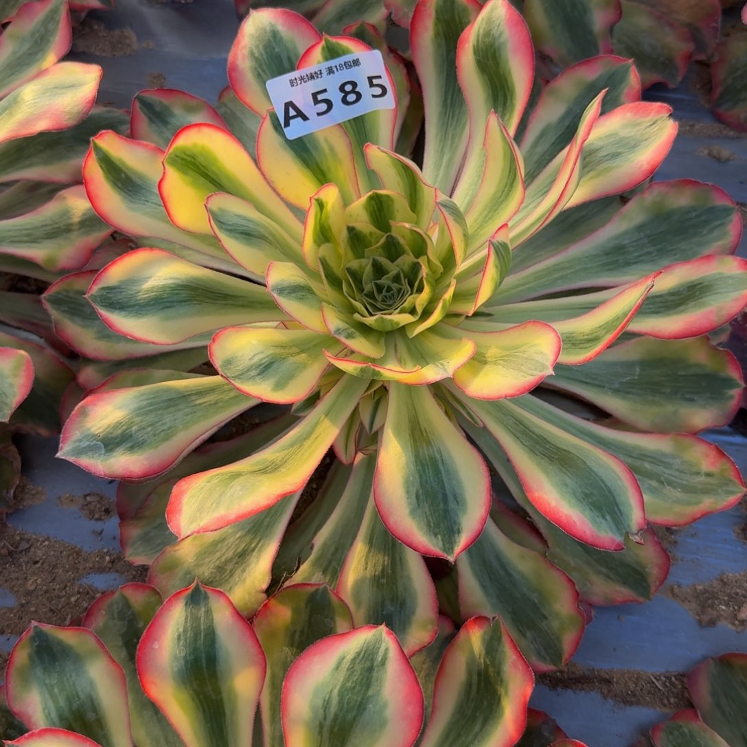 585爱丽丝。多肉植物
