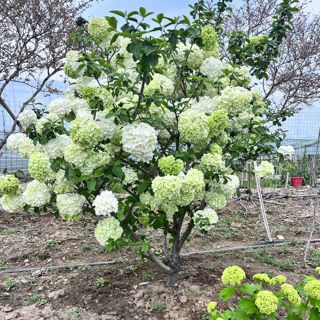 中华木绣球运费专拍链接