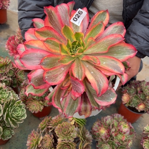 郭***姐026魅影多肉法师，