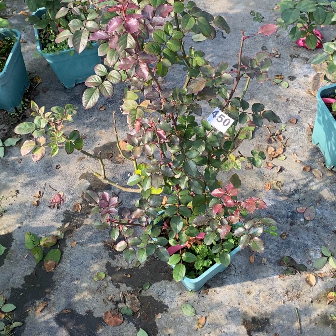无花朵450厄瓜多尔卡瓦土球
