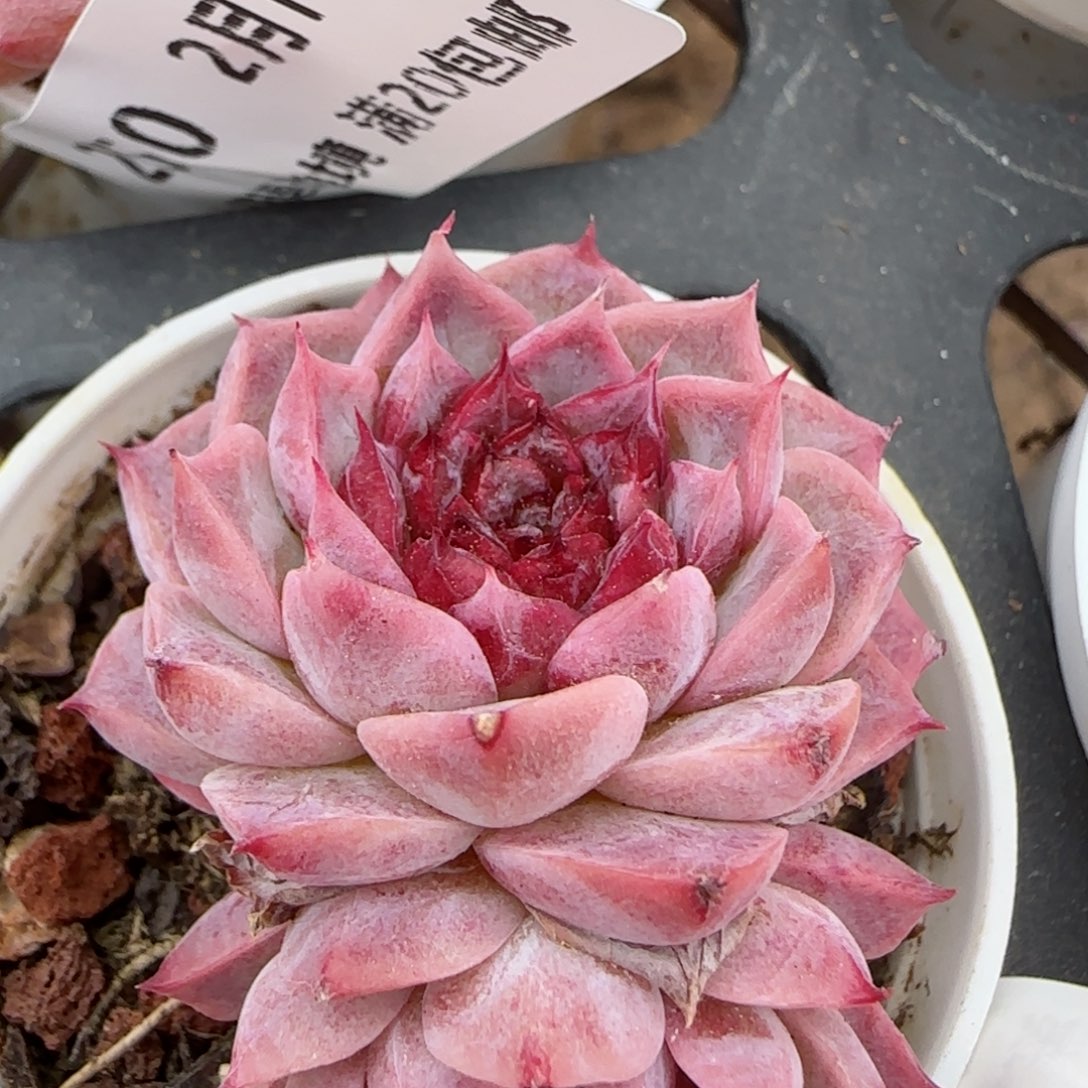 花语逸镜0214-255