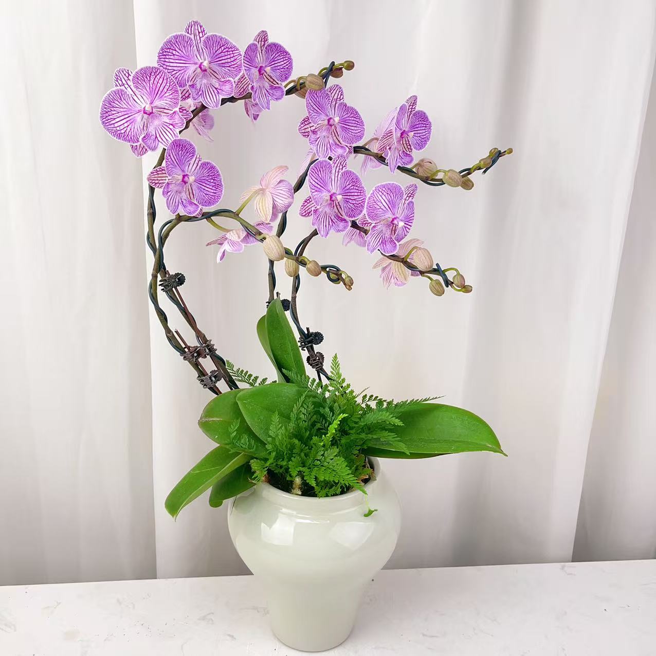 桦艺优选【曼塔樱花】欧品蝴蝶兰花卉高雅高级艺术盆栽组盆系列