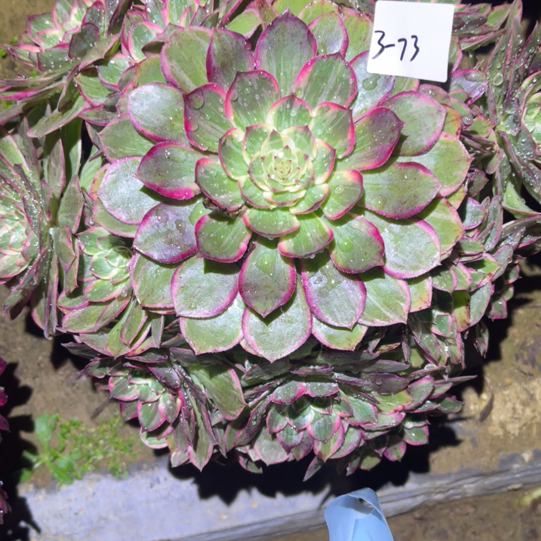 12-3-73莲花座法师锦